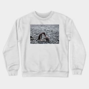 Gentoo penguin and chick at Brown Bluff Crewneck Sweatshirt